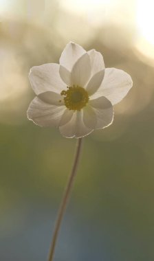 Bulanık bir arka planda, güneşte beyaz bir şakayık. Bahçe çiçeği. Yaz günü.