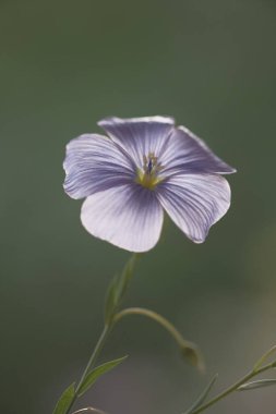 İnce yeşil saplı mavi keten çiçekleri. Keten tohumu yağı. Narin çiçekler..