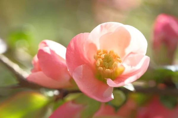 Pink Apple Flowers Illuminated Sun Blooming Springtime — Stock Photo, Image