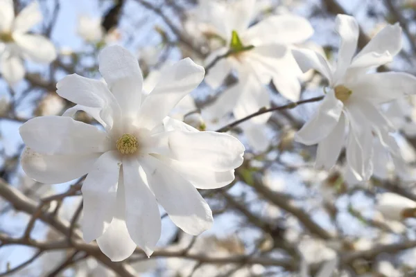 白色的木兰花在明亮的蓝天的背景上绽放 春暖花开阳光灿烂 — 图库照片