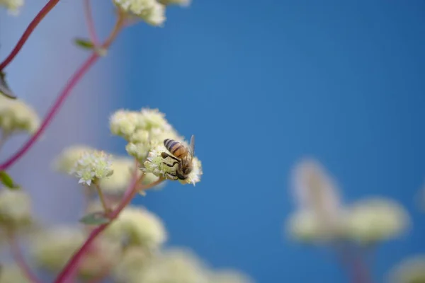 Arı Beyaz Bir Çiçekten Nektar Topluyor Açık Mavi Gökyüzü Bahar — Stok fotoğraf