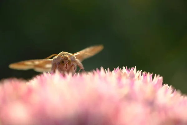 Motyl Siedzi Koniczynie Słońcu Letnie Kolory Jasny Dzień — Zdjęcie stockowe