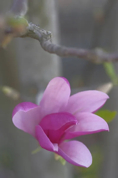 Pink Magnolia 꽃이다 봄이다 아름다운 — 스톡 사진
