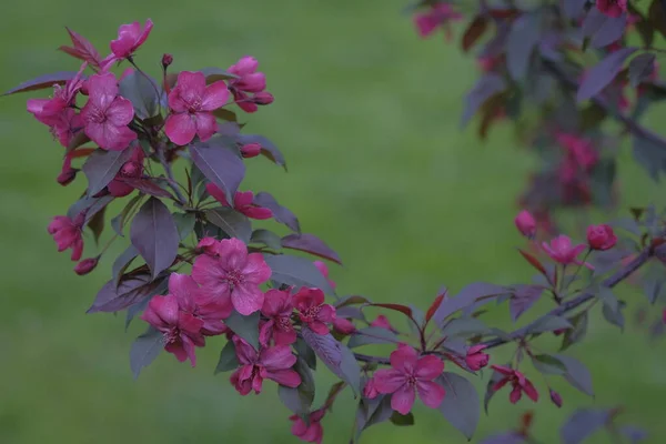 Almaág Virágokkal Egy Koszorú Alakja Tavasz Van Gyümölcs — Stock Fotó
