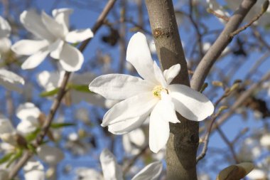 Dallarda beyaz manolya çiçekleri. Güneşli bir gün. Mavi bahar gökyüzü.