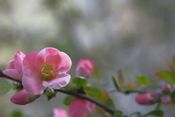 Flores Maçã Rosa Fundo Desfocado Florescer Primavera — Fotografia de Stock