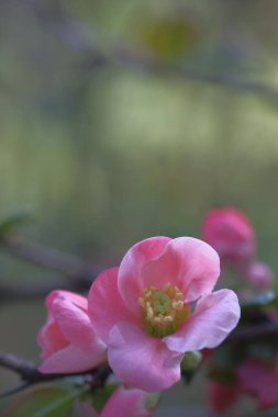 Gölgede pembe elma çiçekleri. Çiçek açıyor. Bahar.