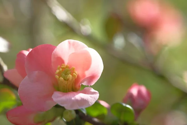 Almavirág Rózsaszín Faágak Virágzó Tavasz — Stock Fotó