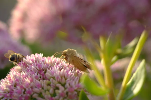 Die Morgensonne Erhellt Klee Und Schmetterlingsblumen Duftendes Kleeblatt Sommermorgen — Stockfoto