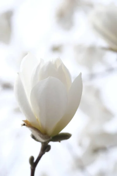 春の空の背景に白いマグノリアの芽 葉のない小枝 — ストック写真