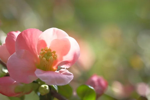 Äppelblom Rosa Träd Grenar Blommande Vårtid — Stockfoto