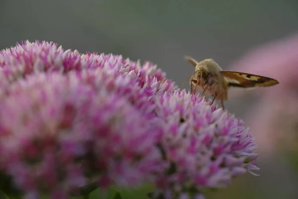 Motyl Siedzi Koniczynie Cieniu Kwiaty Pachnące — Zdjęcie stockowe