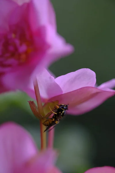 Bir Eşek Arısı Pembe Bir Çiçeğin Altında Bir Sapta Oturur — Stok fotoğraf