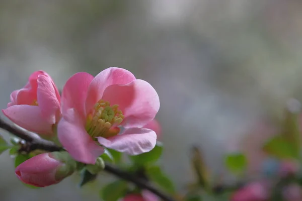 Rózsaszín Almavirág Homályos Háttérrel Virágzik Tavasz — Stock Fotó