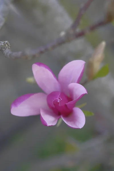 Różowa Magnolia Piękny Wiosenny Kwiat Jest Wiosna Piękne Kwiaty — Zdjęcie stockowe