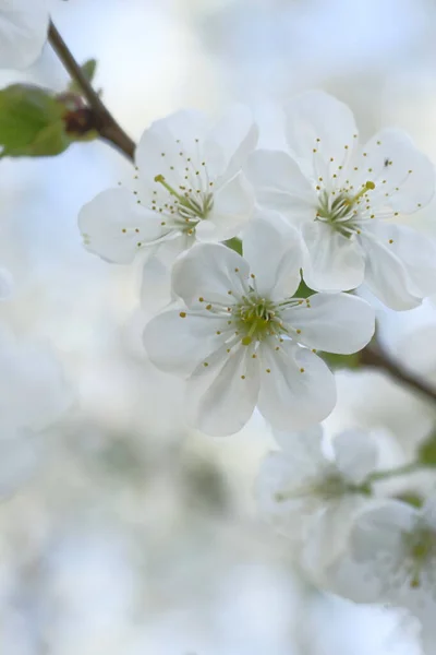 枝条上有白苹果花和绿叶 春天里开花结果Orchard案 — 图库照片