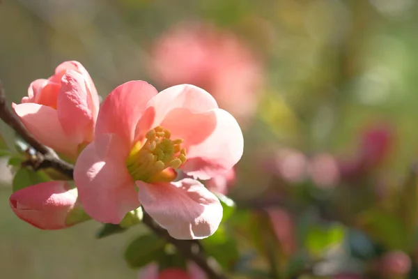 リンゴの花はピンクです 木の枝 開花春時間 — ストック写真