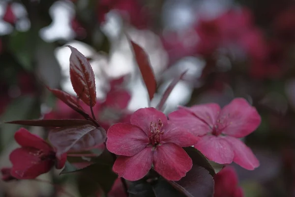 Dos Grandes Flores Rojo Manzana Una Rama Primavera Huerto — Foto de Stock