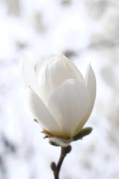 Knopje Van Witte Magnolia Achtergrond Van Lentehemel Twigs Zonder Bladeren — Stockfoto