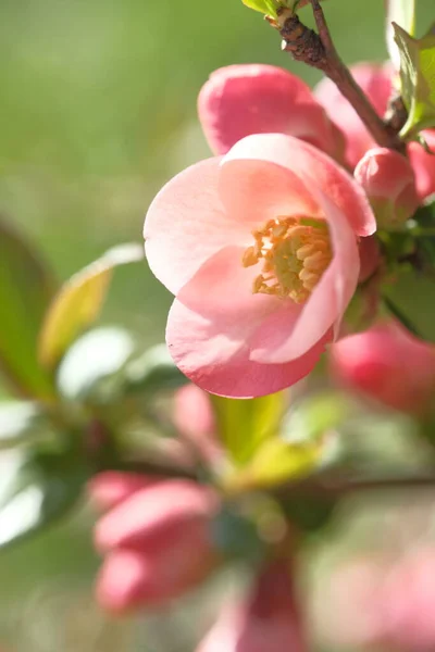 Almafa Rózsaszín Virágai Nap Felé Fordulnak Virágzó Tavasz — Stock Fotó