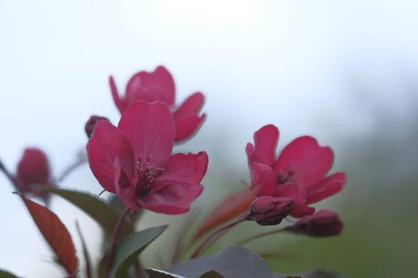 Rózsaszín Virágok Egy Almafáról Hátterében Tavaszi Virágzás — Stock Fotó