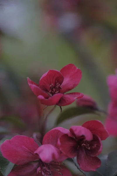 Jablečný Květ Červené Okvětní Lístky Rozmazané Zelené Pozadí — Stock fotografie