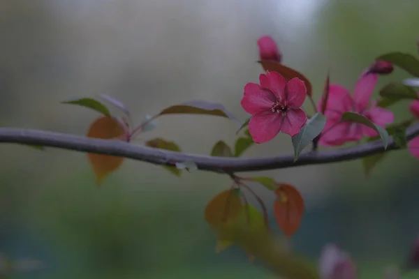 Cabang Apple Dengan Bunga Merah Dengan Latar Belakang Kabur Berkembang — Stok Foto