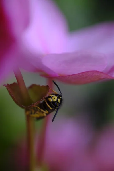 Eine Wespe Sitzt Auf Einem Stiel Unter Einer Rosafarbenen Blume — Stockfoto