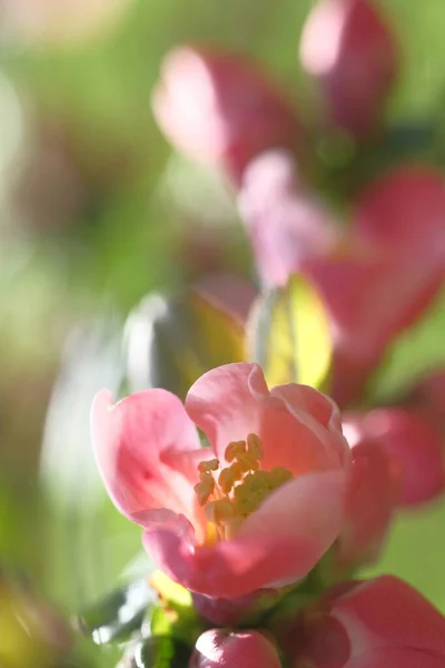 Rózsaszín Almavirág Borította Ágat Springtide Ban Napsütés — Stock Fotó