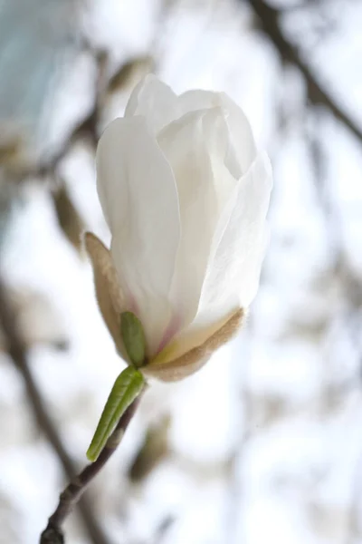 Knopje Van Witte Magnolia Achtergrond Van Lentehemel Twigs Zonder Bladeren — Stockfoto