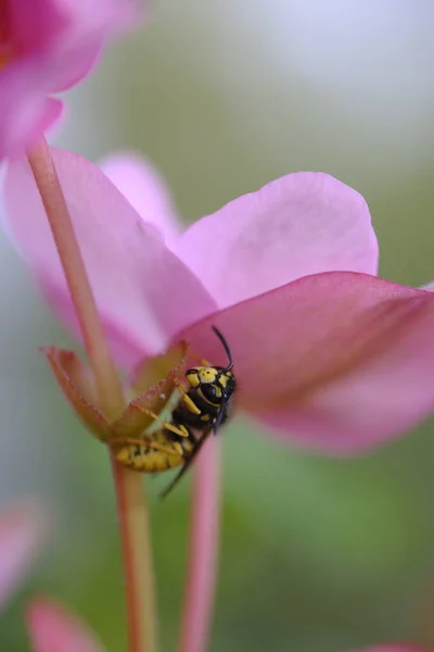 Bir Eşek Arısı Pembe Bir Çiçeğin Altında Bir Sapta Oturur — Stok fotoğraf