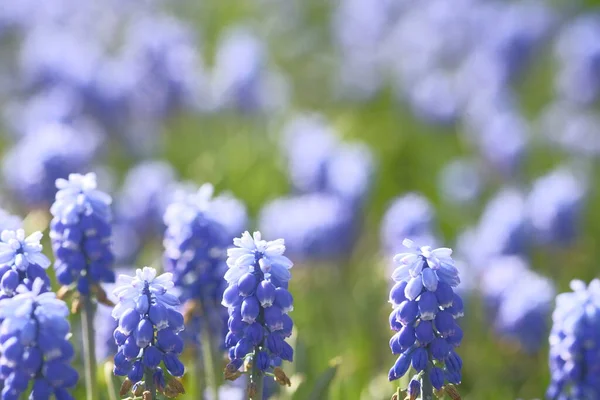 Grape Hyacinths Green Field Flower Field Summer Time — Stock Photo, Image