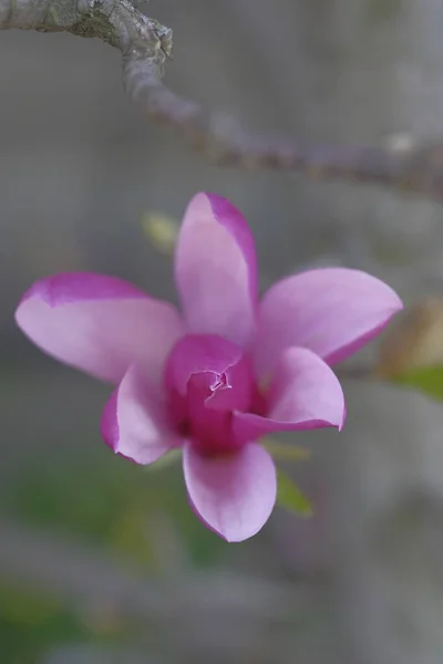 Рожева Магнолія Красива Весняна Квітка Час Весни Красиві Квіти — стокове фото