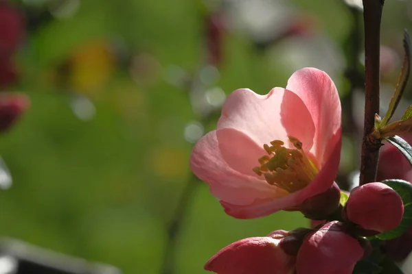 Äpple Rosa Blommor Suddig Bakgrund Blommande Vårtid — Stockfoto