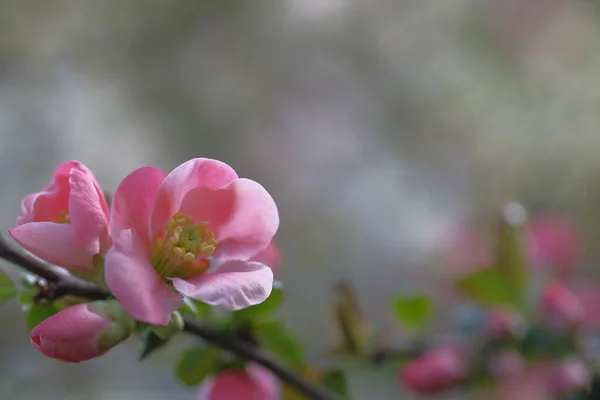 背景がぼやけたピンクのリンゴの花 開花中だ — ストック写真