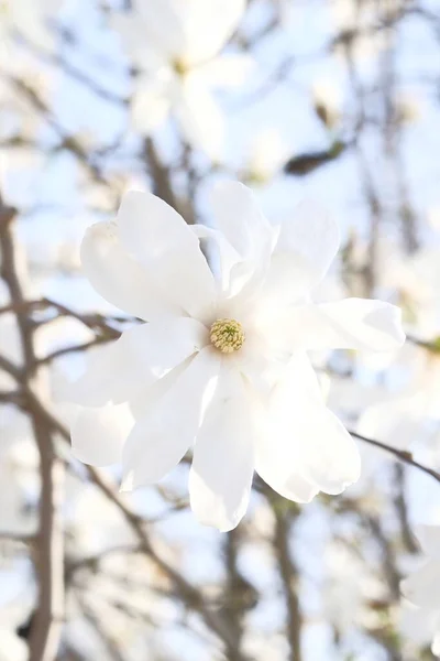 White Magnolia Flowers Background Bright Blue Sky Spring Warmth Sunny — Stock Photo, Image