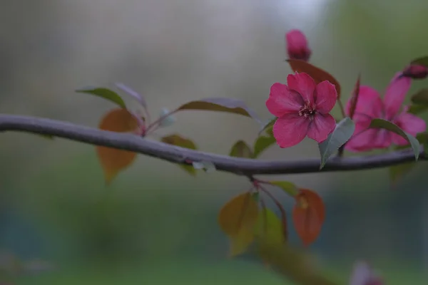 Almaág Vörös Virágokkal Homályos Háttérrel Virágzik Gyümölcs — Stock Fotó