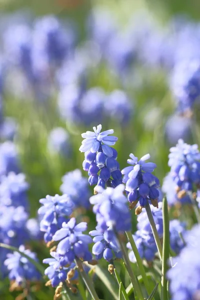 Grape Hyacinths Blurred Background Flower Field Summer Time — Stock Photo, Image