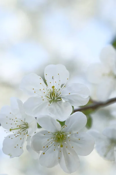 树枝上有许多白苹果花 春天里开花结果Orchard案 — 图库照片
