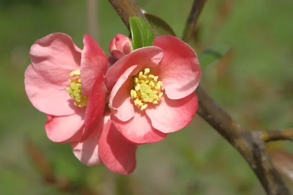Äppelträdets Rosa Blommor Lyser Upp Solen Blad Och Grenar — Stockfoto