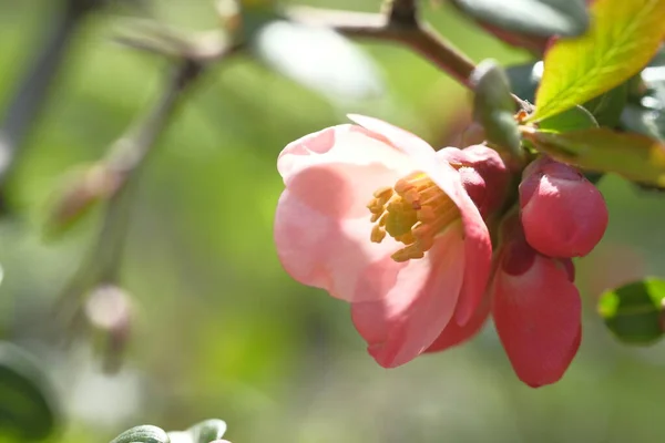リンゴの木のピンクの花が咲いている 春の時間 — ストック写真