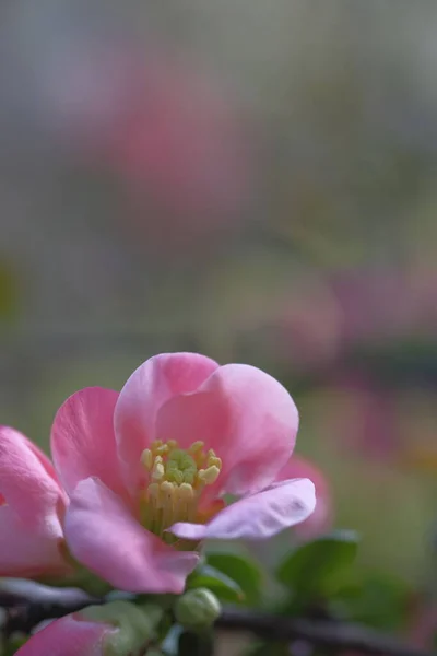 粉红色的苹果在树阴下开花 — 图库照片