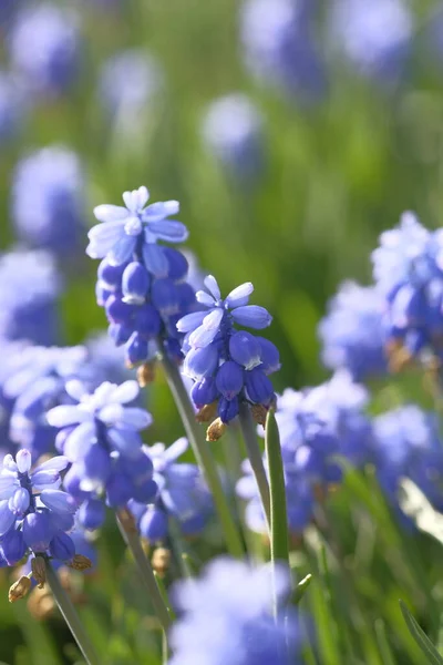 Grape Hyacinths Small Blue Bells Flower Field Summer Time — Stock Photo, Image
