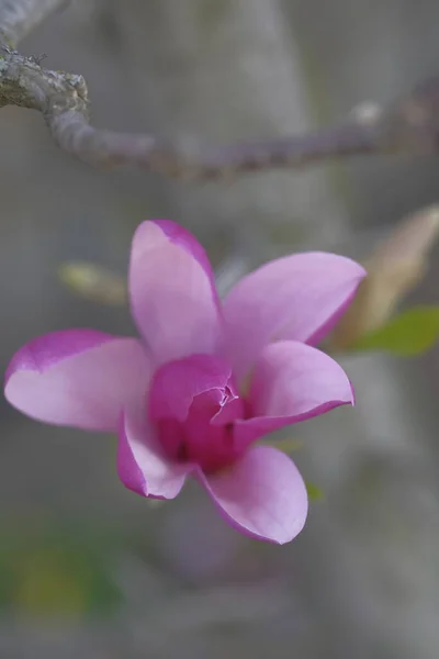 Рожева Магнолія Росте Міському Парку Красиві Квіти — стокове фото