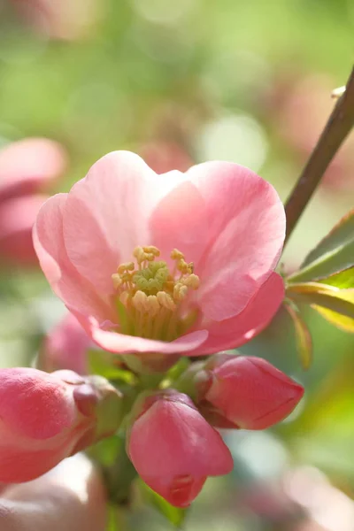 Pink Flower Apple Tree Blooming Spring Time — Stock Photo, Image