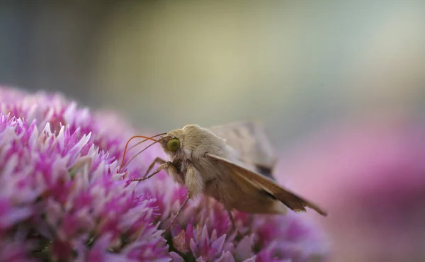 Kwiat Motyla Koniczyny Rozmytym Tle Dzikie Życie — Zdjęcie stockowe