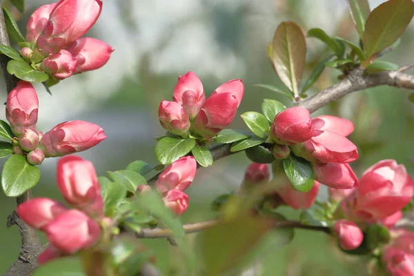 Apple Blossom Apple Flowers Pink Flowers Grow Abundantly Branches — Stock Photo, Image