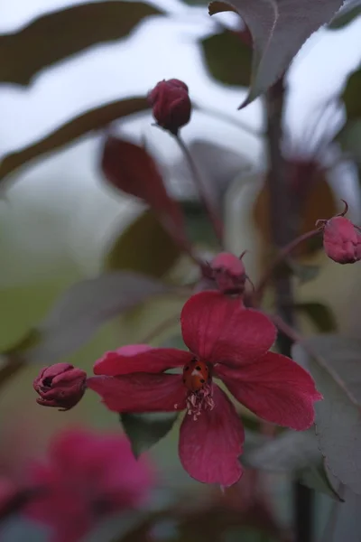 Красные Цветы Яблони Размытом Фоне Весной Орчард — стоковое фото
