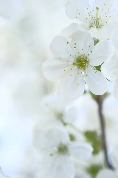 白色的苹果花在模糊的背景上 春天里开花结果Orchard案 — 图库照片