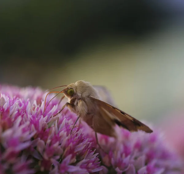 Kwiat Motyla Koniczyny Rozmytym Tle Dzikie Życie — Zdjęcie stockowe